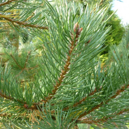 Pinus sylvestris Scots Pine 20-30cm P9 Pot | ScotPlants Direct